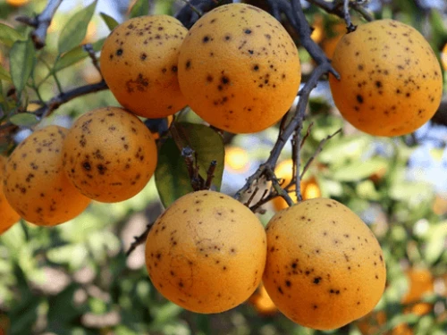 Citrus on tree with black spots