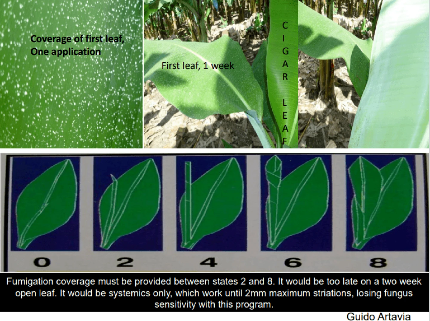 Coverage of first leaf process