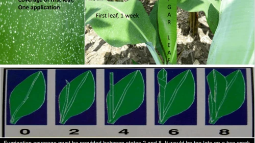 Coverage of first leaf process