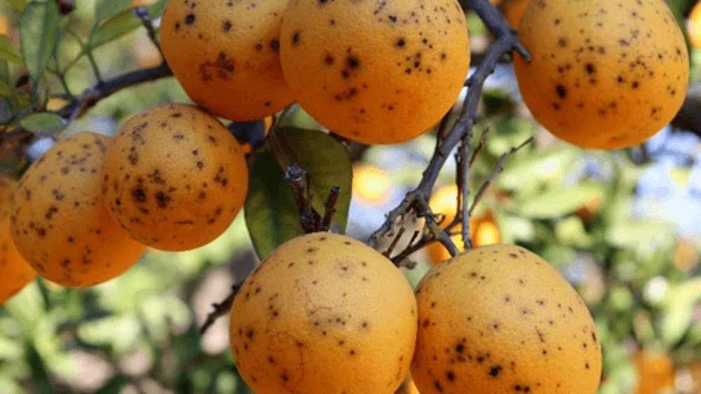 Citrus on tree with black spots