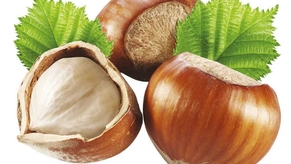 gruppo_nocciole_sfondo_bianco