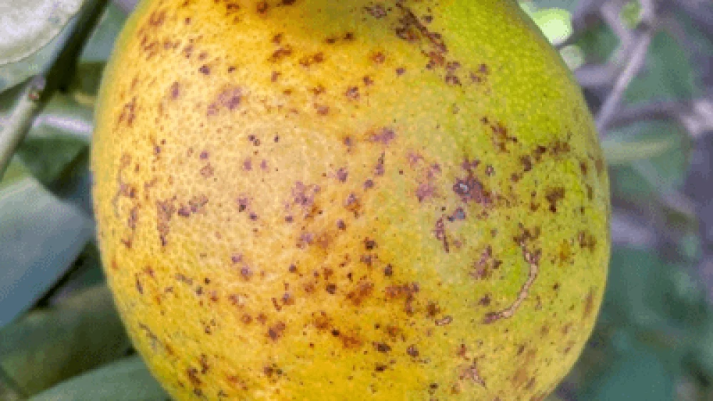 picture-of-orange-with-spots