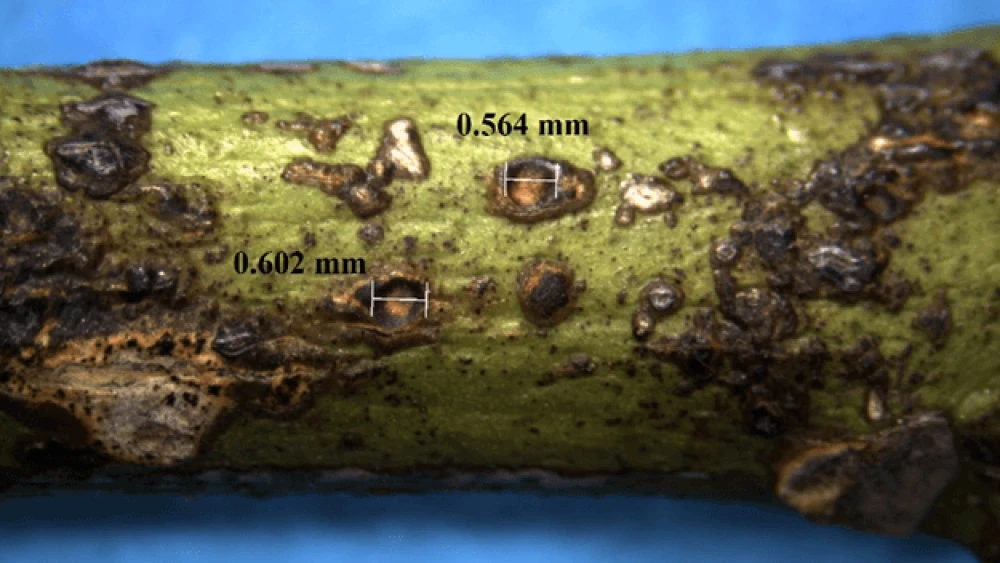 Close up photo of a plant with various defects ranging in 0.564 mm and 0.602 mm in size. 