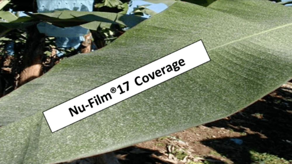Nu-Film 17 coverage