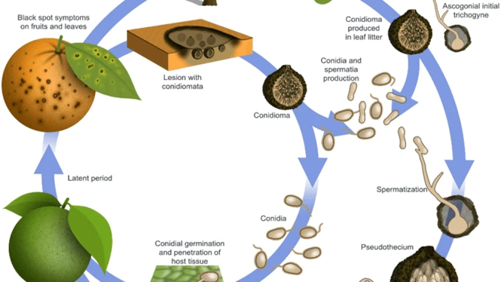 citrus tree cycle